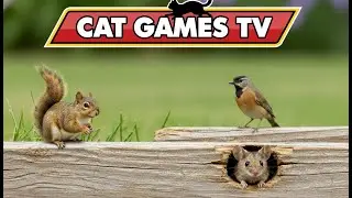CAT GAMES |📺CAT TV: Real Birds, Squirrels & Mice in the Garden 🐦🐿️🐭 | Cat TV 4K