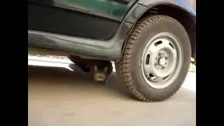 Коты любят прятаться под машиной