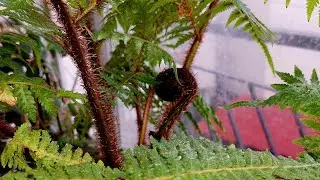 Растения(и Не Только😀)из Англии😲Триферн-Treefern- Папоротник-Дерево😀