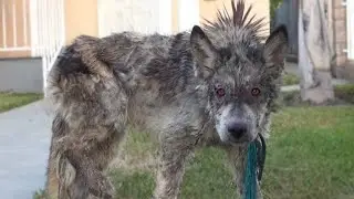 14 Des Animaux Hybrides Les Plus Effrayants Qui Existent R&eacute;ellement !!