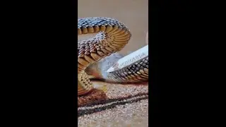 Snake drawing #shorts #marcellobarenghi