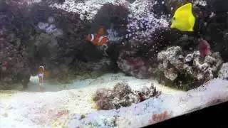 Clownfish And Yellow Tang 2 (Thomas McCulloch Museum, Dalhousie University)