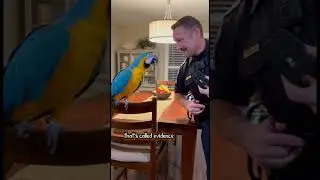 Case closed. Donuts missing. Parrot vibing  #petparrot #funnycomedy #talkingparrot #policeman