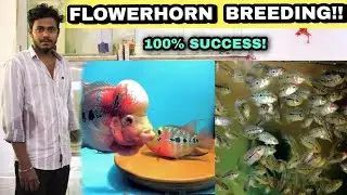 Flowerhorn இனப்பெருக்கம் செய்வது எப்படி!? | Flowerhorn breeding | Flowerhorn breeding step by step |
