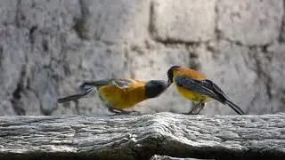 Passeriformes  - Thraupidae Black-hooded Sierra-Finch Phrygilus atriceps
