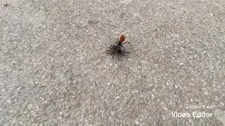 Tarantula Hawk and it&rsquo;s prey