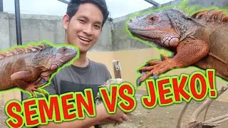 KETEMU MUSUH SEMEN DI ZILLALAND!
