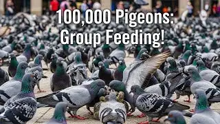 Baby Pigeons Showing Adorable Emotions with Their Group 