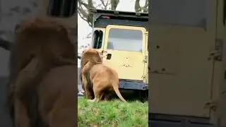 GIANT LION ATTACKS TRUCK FOR PREY! | #sh #shorts #wildlife #lion #short