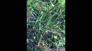 Flying insects on lawn in New England in November