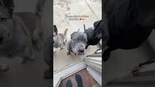 freeze&nbsp;dried&nbsp;beef&nbsp;liver&nbsp;treat&nbsp;time&nbsp;🥩😍🙌 easy dog food & treat ideas