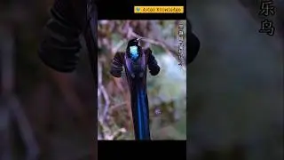 Loveable Black Sicklebill||#avianfriends#avian#tune#viral_shorts#sound