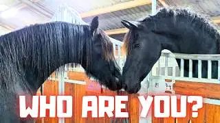 It&rsquo;s OVER for the horses and ponies&hellip; end of the pasture life😪 | Friesian Horses