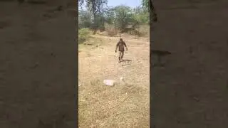TV51 Cobra Attack, Deadly Indian Spectacled Cobra Attacked Snake Rescuer, Heart Stopping Viral Video