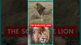 THE REAL LION KING‼️🔥#scarface #lion #facts #interestingfacts #mufasa
