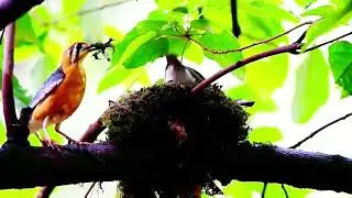Tender Forest Moments: Orange-Headed Thrush Family