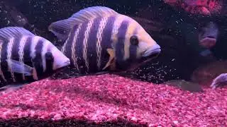 Many fish give birth.😄