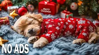 12 часов успокаивающей музыки для собак💤Музыка для снятия тревожности у собак 💗 Мягко и спокойно 🐕&zwj;🦺