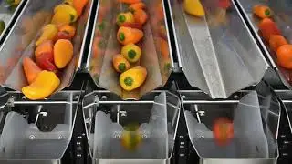 PACKETT -  Llenadora/Pesadora NEWTEC para Mini bell pepper