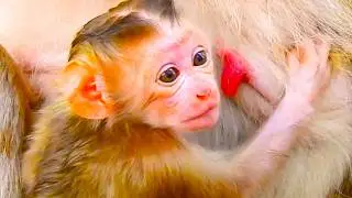 Unbelievable Sweet Baby Monkey, Baby Boris Raises His Head to Interact With Mom