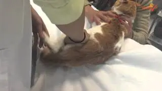 Tratamiento tecarterapia-fisioterapia en un gato
