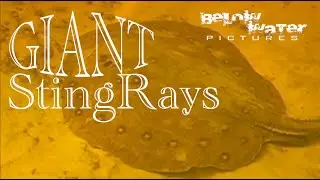 Spotted and Giant Stingrays in nature, Potamotrygon motoro and P. brachyura in their natural habitat