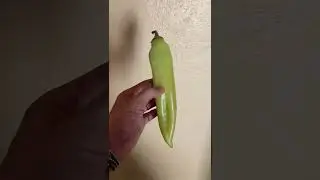 ❌معلومة خاطئة منتشرة في عالم الببغوات عن الفلفل الحار🌶