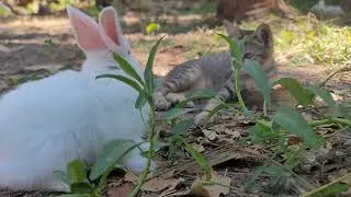 Rabbit Family Life: From Loving Parents to Playful Baby Bunnies | 4K60fps