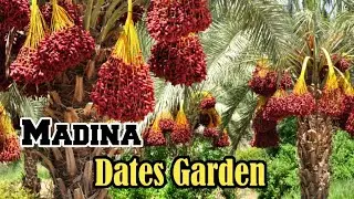 Madina dates Garden ||Madinah khajoor ka bagh||Madina dates farm #dates