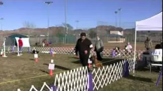 Boxer Rally Obedience - Ryker Rally in Las Vegas, NV