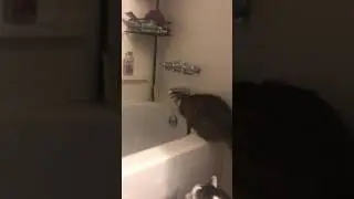 Cat drinking water from tub