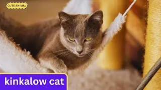 kinkalow Cat - Characteristics - Habitat - Diet - Behavior - 101 Facts - Health #viralvideo