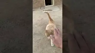 This is yellow panther in 2025 history. #cat #animals #pets #capcut #village