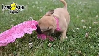 Jug Puppy