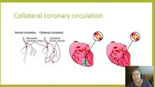Physiology Lecture 8