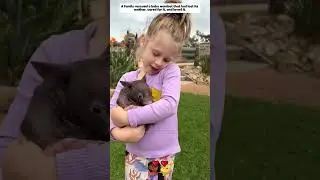 rescue baby wombat lost mother #wombat #animals #shorts