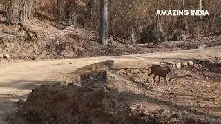 Kanha Tiger Safari