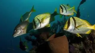 Coral Reef Alliance