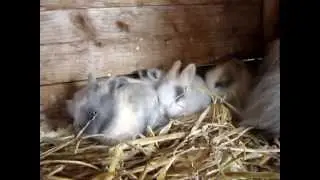 Teddyzwerg Babys, so schnuckelig!!!