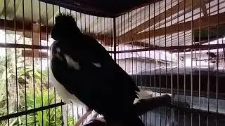 suara pancingan jalak suren terbaik buat jalak suren belajar bunyi