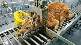 How Millions of Kangaroos Are Raised & Processed at Scale &ndash; Inside Kangaroo Meat Production