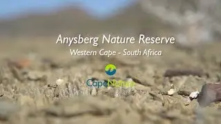 Anysberg Nature Reserve bursts into a blanket of blooms during Spring