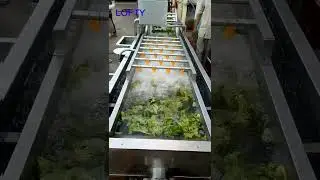 Vegetable Fruit Washing Machine---Cabbage Vegetable Cleaner Machine   #kitchen  #restaurant  #fruit