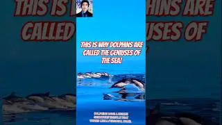 Click and whistle, dolphin wonders.