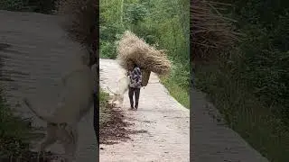 When love walks on four legs #DogLovers  #AnimalLove #PureLoyalty  #ViralShorts #TrueLove