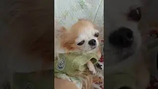 Pet sweater #dog #chihuahuafanclub #pets #petshub #travel #cute #doggielife