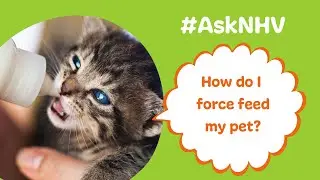 #AskNHV: How do I force feed my pet?