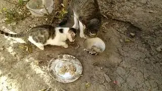 Homeless hungry cat mom with shy kitten | I feed homeless animals