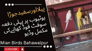 yellow ring neck breeding setup | white ringneck breeding setup | yellow parrot food