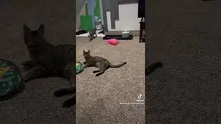 Kitten getting tail #cattoys #crazypet #kitten #cataccessories #crazyanimal #catlover #cats #kitten